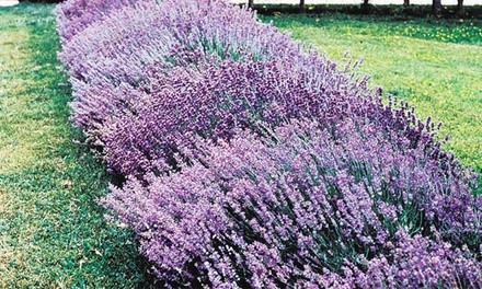 Pre-Order: Fragrant English Lavender Bare Root Plants (3-Pack)