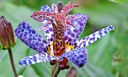 Pre-Order: Toad Lily Blue Wonder Bare Root Plants (3-Pack)