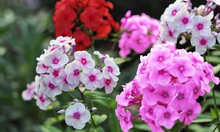 Pre-Order: Double Phlox Bare Root Flower Collection (3, 6, 12-Pack With Planting Tool)