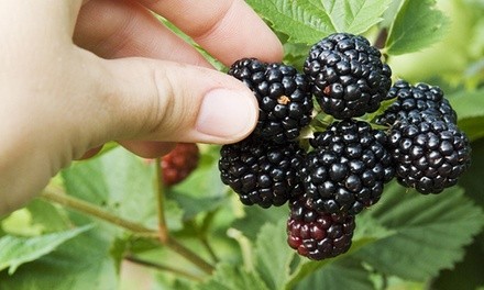 Pre-Order: Blackberry Triple Crown Bareroot Plant