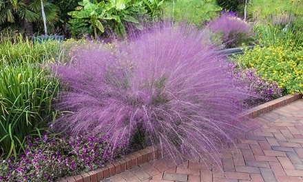 Pre-Order: Pink Muhly Grass 3