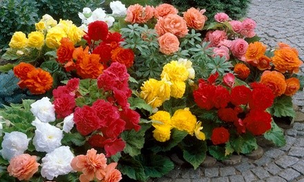 Double Blooming Mixed Begonia Flower Bulbs (10-, 20-, or 50-Pack with Bulb Planter)