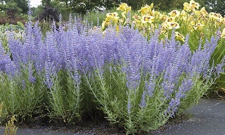 Butterfly-Attracting Russian Sage Blue Spire Bare Root Plants (3-Pack)