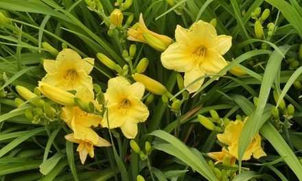 Pre-Order: Stella D'Oro French Daylily Bare Root Plants (6-, 9-, or 12-Pack with Planter)