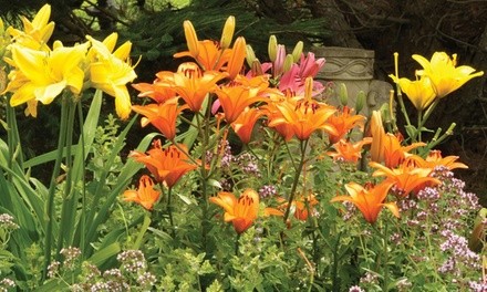 Stella D'Oro French Daylily Bare Root Plants (6-, 9-, or 12-Pack with Planter)