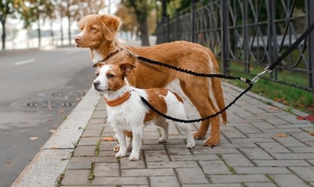 Waloo Pets Double Dog Bungee Leash