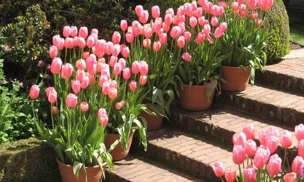 Pre-Order: Pink Cotton Candy Spring Tulip Flower Bulbs (16-, 24-, or 40-Pack)