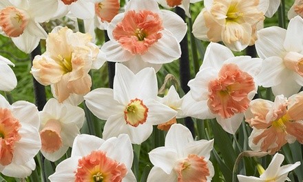 Pre-Order: Pink Mixture Daffodil Bulbs (25-Pack)