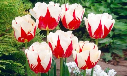 Pre-Order: Sweet Sorbet Mixed Tulip Flower Bulbs with Optional Bulb Planter (16-, 24-, or 50-Pack)