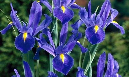 Dutch Iris Professor Blue Bulbs (20-Piece)