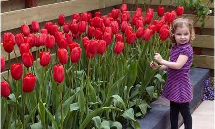 Sky High Scarlet Tall Tulip Flower Bulbs (10-, 20-, or 50-Pack with Bulb Planter)