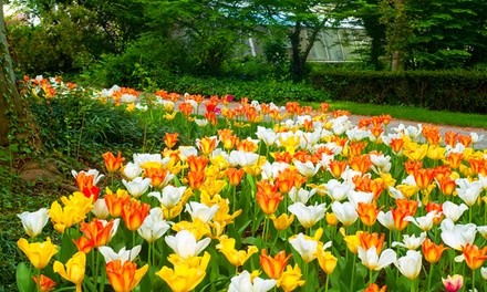 Pre-Order: Ground Cover Tulip Flower Bulbs (12-, 24-, or 60-Pack with Bulb Planter)