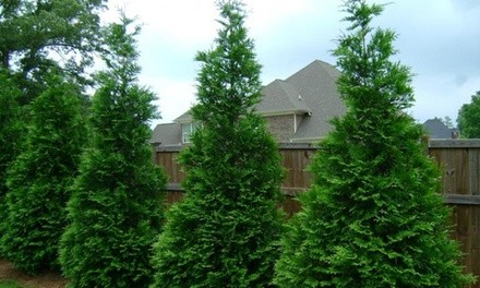 Pre-Order: Arborvitae Green Giant Biodegradable 12-15