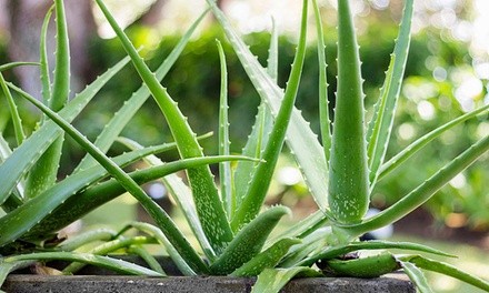 Aloe Vera Succulent Potted Plants