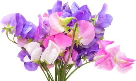 The Dirty Gardener Sweet Pea Early Multiflora Flower Seeds (0.25Lb.)