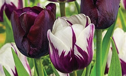 Blueberry Chocolate Tulip Blend (18 Bulbs)