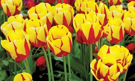 Mickey Mouse Tulip Bulbs (15-Pack)