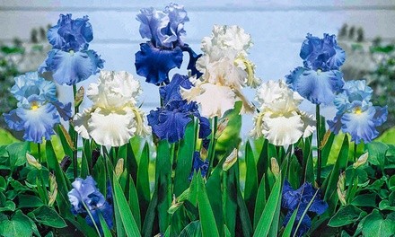 Bearded Iris Garden Flower Bulbs (3-Pack)