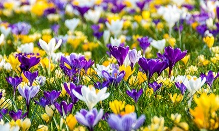 Giant Crocus Collection (20 Bulbs)