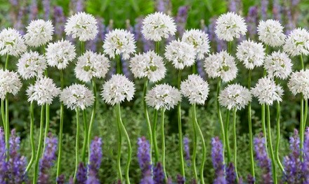 Snow White American Allium Flower Bulbs (15-, 30-, or 60-Pack with Bulb Planter)
