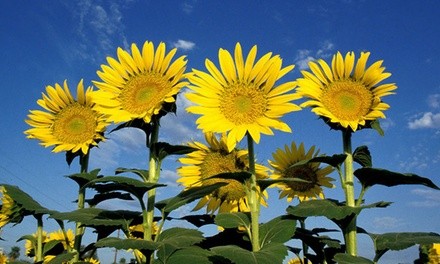 Sunflower Seed Mats with Soil Block (1-, 2-, or 4-Pack)