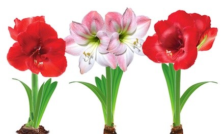 Red Lion, Minerva, and Apple Blossom Amaryllis Flower Bulbs (3- or 4-Pack)