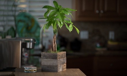 Braided Money Tree in Reclaimed Wood Zen & Again Planter