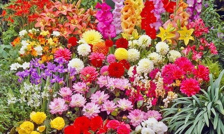 Pre-Order: Mixed Flower Bulbs with Planter (100-, 200-, or 400-Pack)