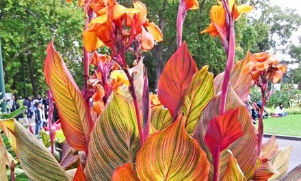 Pre-Order: Tropical Variegated Canna Phaison Plant Bulbs (3-Pack)