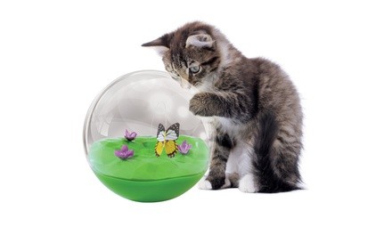 Jackson Galaxy Butterfly in a Ball Toy