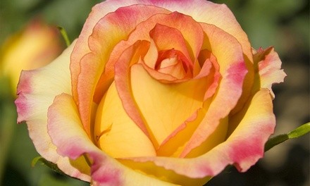 Pre-Order: Mixed Varieties of Roses (1 Root Stock)