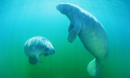 $26 for Three-Hour Manatee Snorkeling Tour from Adventure Diving ($55 Value)