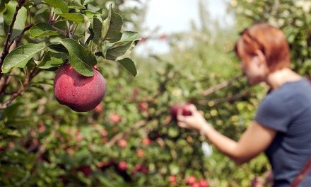 Admission for One, Two, or Four to Organic Family Farm Tour at Lockewood Acres (Up to 62% Off)
