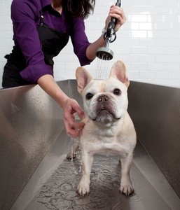 Up to 55% Off on Pet - Grooming / Salon at Petropolis Pet Hotel