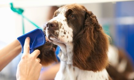 Up to 50% Off on Grooming - Pet (Retail) at The Groomers Den LLC