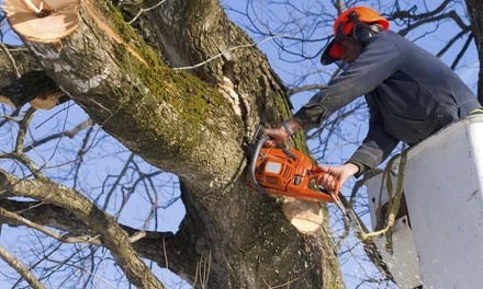 $199 for $425 Toward Tree Trimming or Tree Removal Services from Eden Tree Service