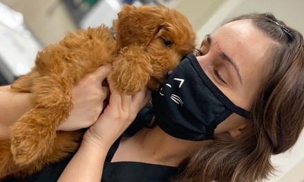 Up to 49% Off on Vet at Little Critters Veterinary Hospital