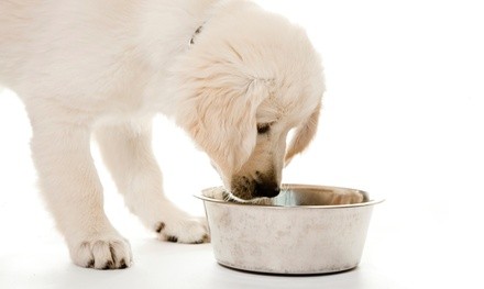 Up to 12% Off on Pet Subscription Box at Bone Appetit Raw Dog Food