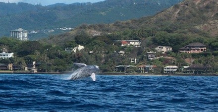 Whale-Watching Cruise for One, Two, or Four from Pink Sails Waikiki (Up to 56% Off)