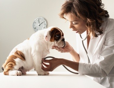 Up to 64% Off at All Animal Care Clinic