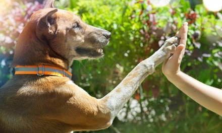 Online Animal Physical Therapy, Pet First-Aid and CPR, or Both Courses from Holly and Hugo (Up to 97% Off) 