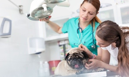 Up to 62% Off on Vet at Pleasant Plains Animal Hospital