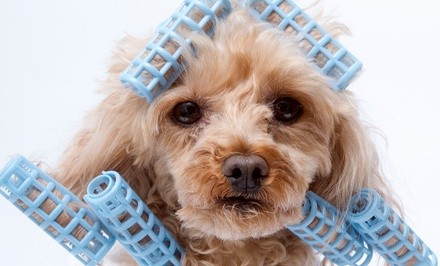 Up to 51% Off on Pet - Grooming / Salon at vanity pawz pet salon