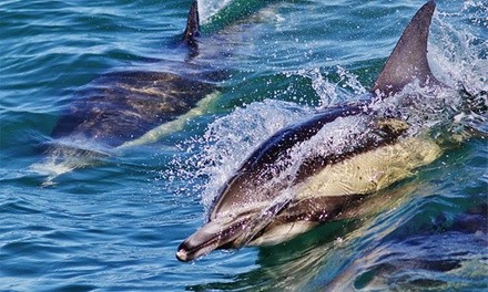 Three-Hour Whale-Watching Tour for One, Two, or Four from H&M Landing (Up to 55% Off)