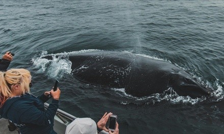 Three-Hour Whale-Watching Tour for One Adult or Child at Discovery Whale Watch (Up to 29% Off)