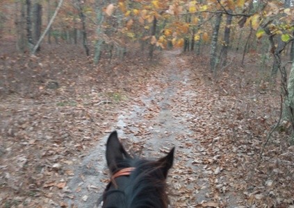 Up to 33% Off on Horse Back Riding - Training at Sophie's Safe Haven