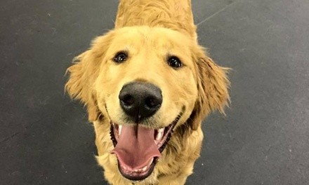 $65 for $130 Worth of Daycare Service— School of Bark