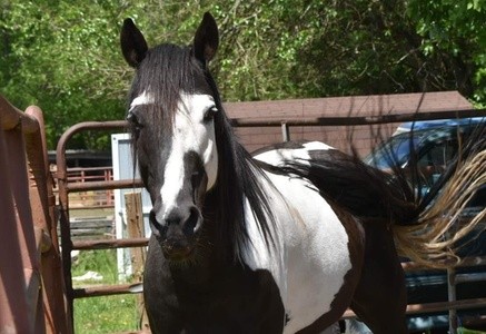 One-Hour Trail Ride for One or Two ar Sophie's Safe Haven (Up to 35% Off)