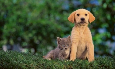 Cat-Care, Dog Behavior, Animal Training and Pet-Sitting Course from Holly and Hugo (Up to 97% Off)     