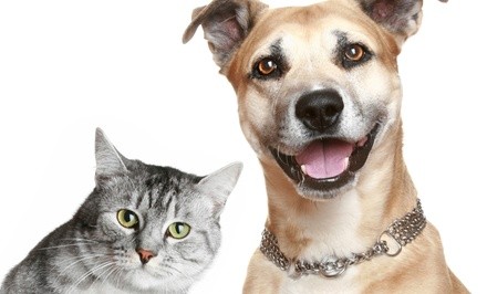 $15 for a Dog or Cat Hygiene Package at Cutler Bay Animal Clinic ($100 Value)